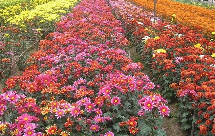 Làng hoa Ngọc Hà là một trong những làng hoa Tết ở Hà Nội đặc sắc