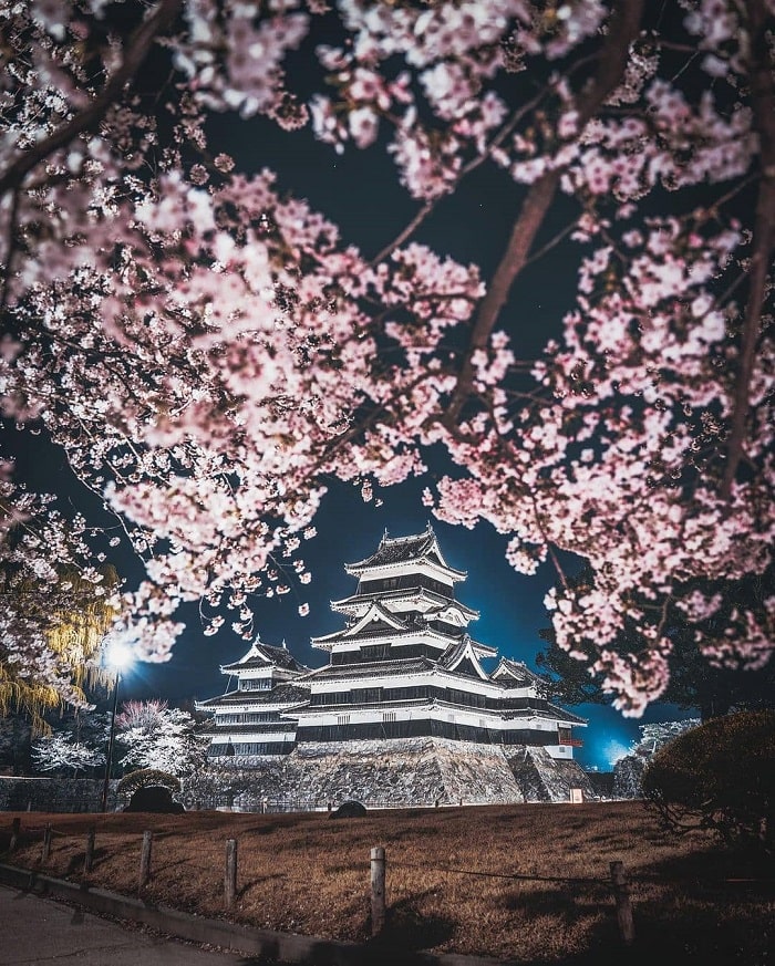 Matsumoto castle - beautiful in cherry blossom season