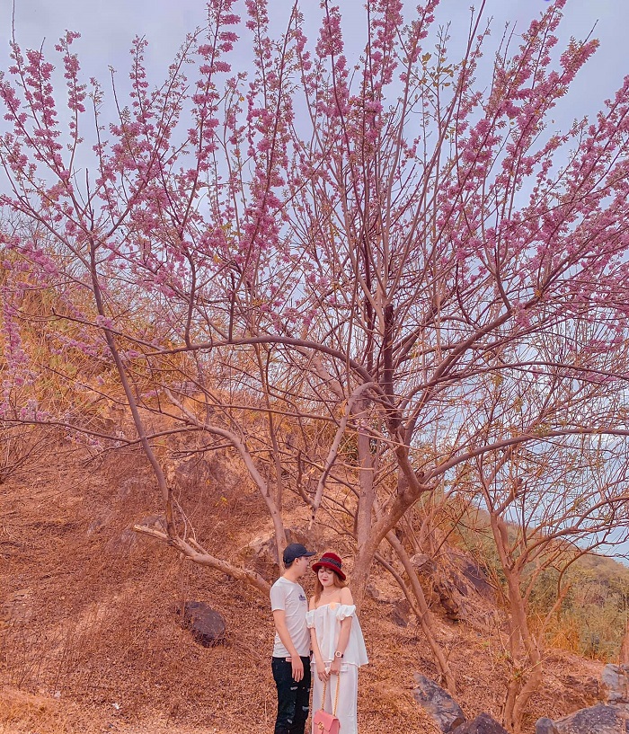 apricot blossom season in Vung Tau