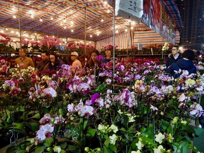 Đi chợ hoa Hồng Kông - Trải nghiệm trong ngày Tết Nguyên Đán ở Hồng Kông