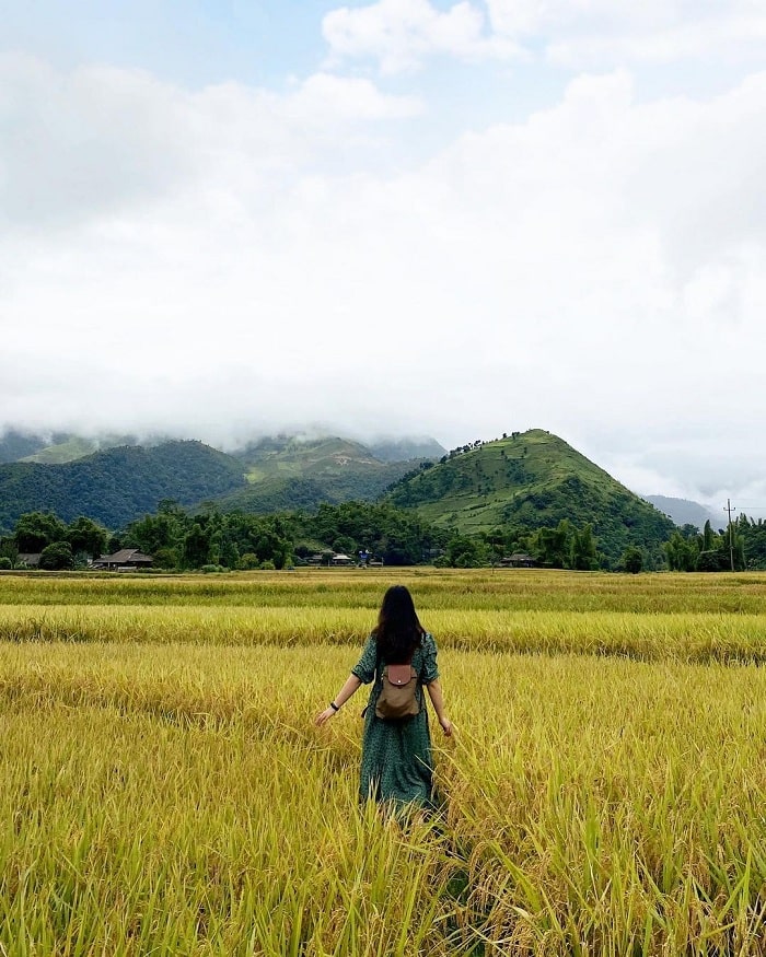 Experience Tu Le tourism in ripe rice season