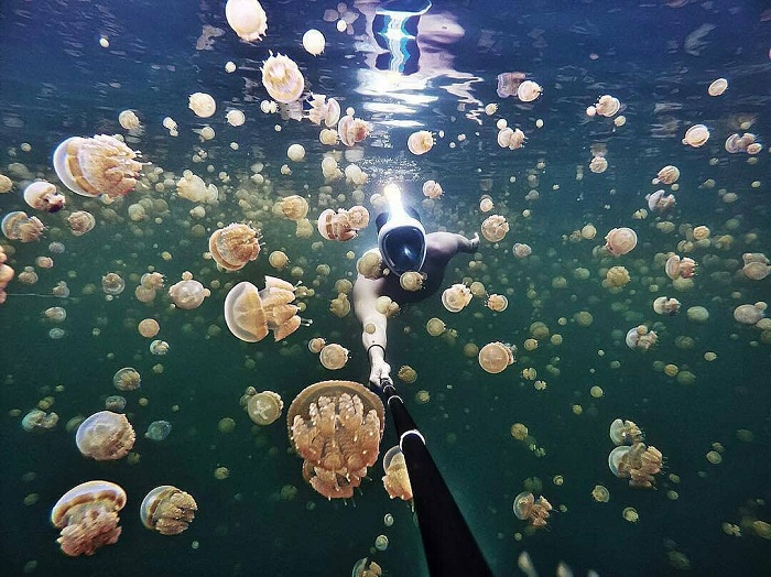 Lặn ngắm sứa trên đảo Kakaban Indonesia 