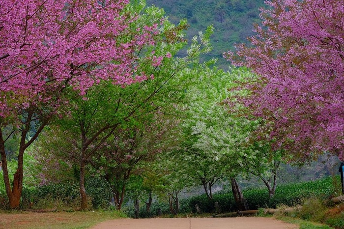 Doi Angkhang là địa điểm ngắm hoa anh đào ở Thái Lan