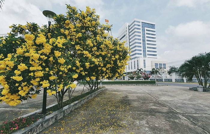 Không gian xanh mát - ở khu đô thị Hưng Phú Bến Tre