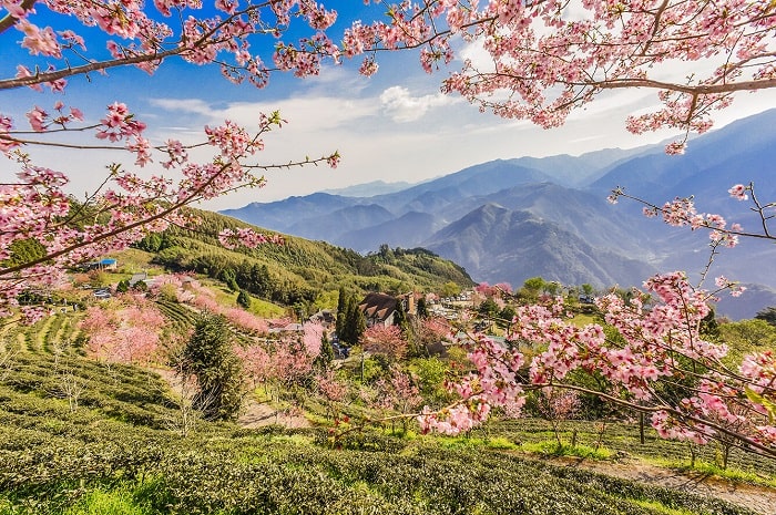 Giới thiệu về mùa hoa anh đào ở Đài Loan 