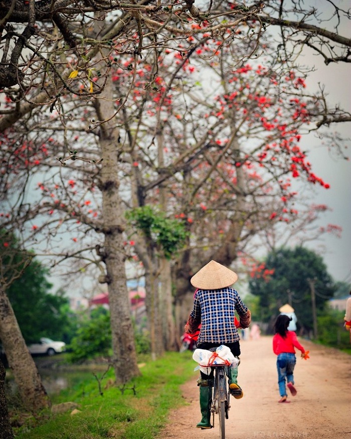 The rice flower season is the beautiful flower season in March in Vietnam