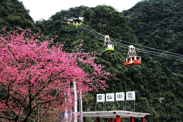 Định vị những toạ độ thưởng lãm mùa hoa anh đào ở Đài Loan 