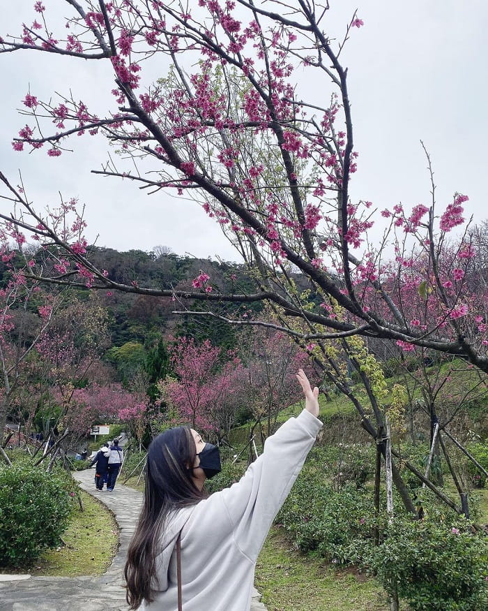 Định vị những toạ độ thưởng lãm mùa hoa anh đào ở Đài Loan 