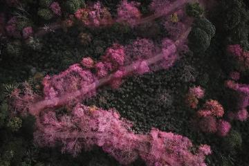 ‘Soi bản đồ’, tìm ra những địa điểm ngắm hoa anh đào ở Thái Lan đẹp nức lòng 