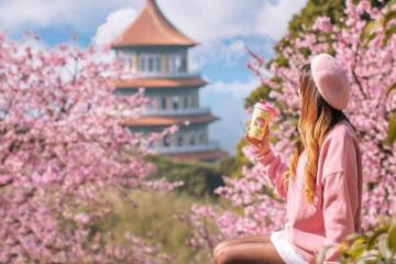 Bạn có hẹn mùa hoa anh đào ở Đài Loan vào mùa xuân
