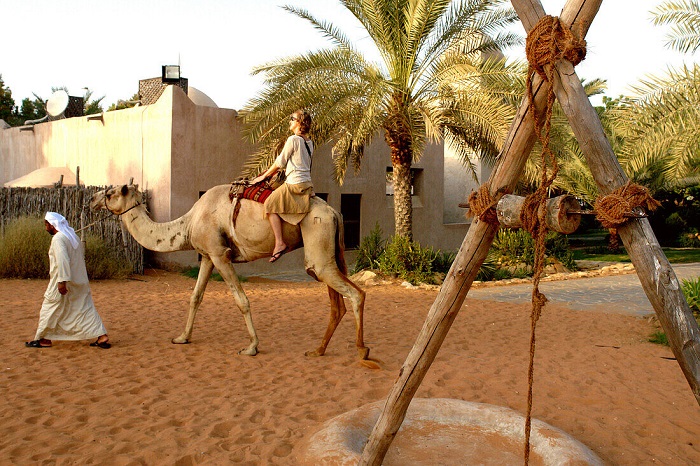 Biểu diễn lạc đà - Làng Di sản Abu Dhabi
