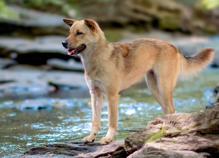 Chó Jindo nổi tiếng trên đảo - Những hòn đảo đẹp nhất Hàn Quốc