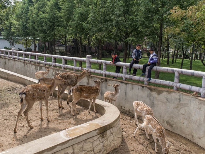Bên trong vườn thú Bình Nhưỡng