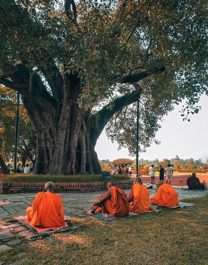 Cây bồ đề là điểm tham quan ở thánh địa Lumbini Nepal