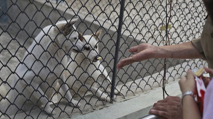 Chuồng chó ở vườn thú Bình Nhưỡng
