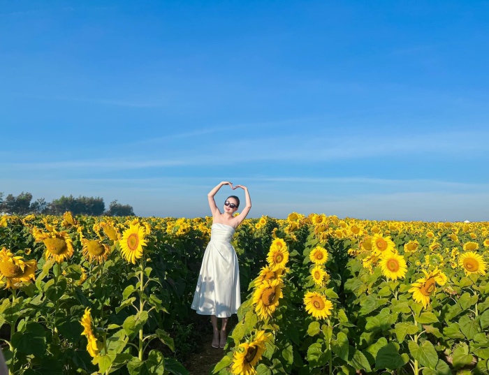 Sunflower garden new check-in location in Gia Lai