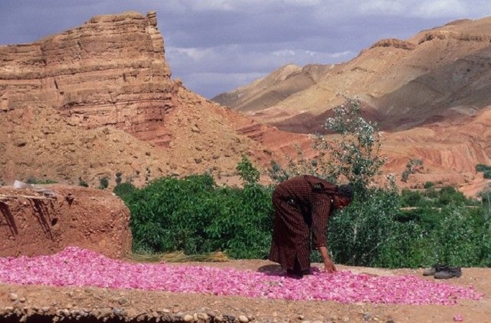 Tham quan đơn vị chưng cất hoa hồng là điều nên làm ở thung lũng Dades Maroc