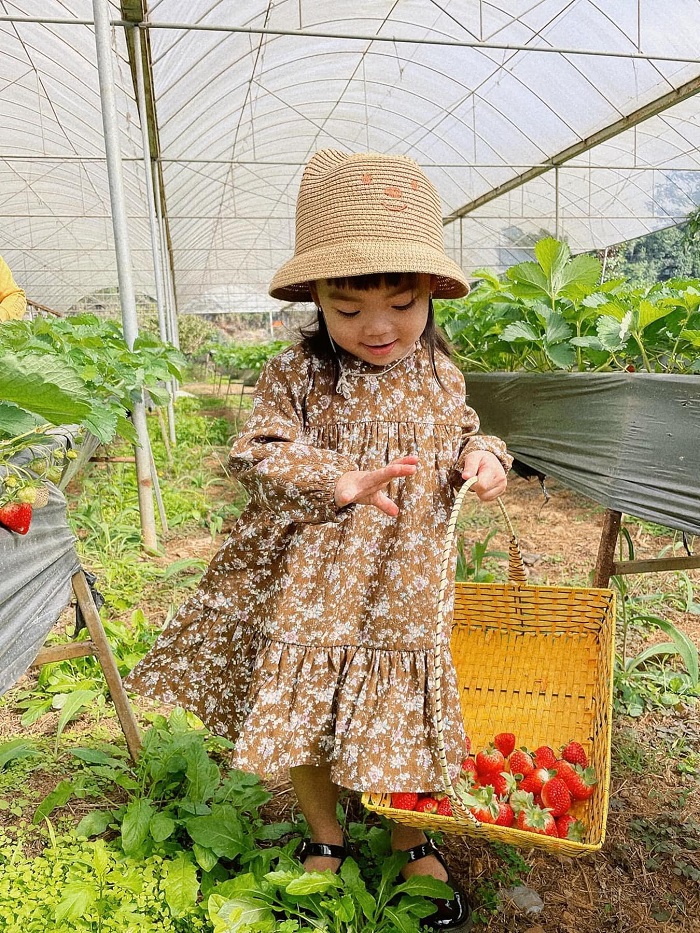 Hoa Mộc Châu Farm ở đâu?