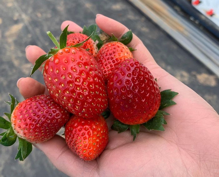 Hoa Mộc Châu Farm còn cung cấp dâu tây sỉ và lẻ cho khách hàng