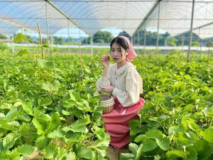 Hoa Mộc Châu Farm trồng dâu tây trong và ngoài trời