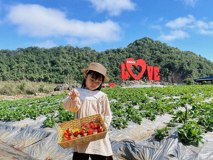 Hoa Mộc Châu Farm mở cửa phục vụ du khách tham quan, hái dâu