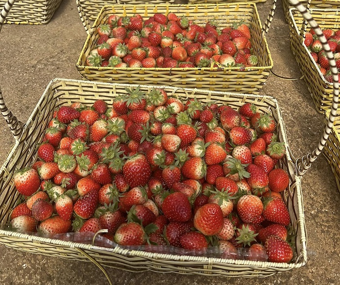 Hoa Mộc Châu Farm mang lại cho du khách cơ hội hái dâu tây