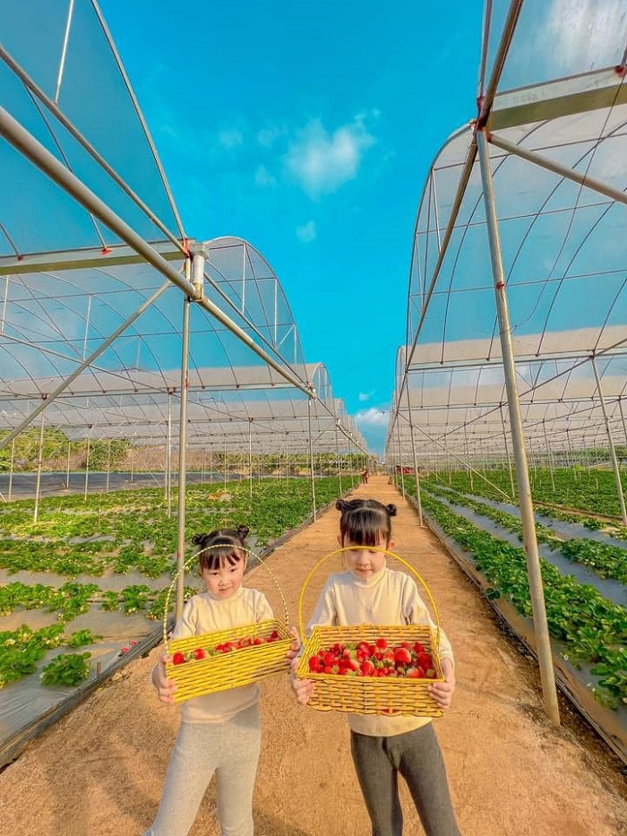 Hoa Mộc Châu Farm rất phù hợp để các bạn nhỏ đến hái dâu