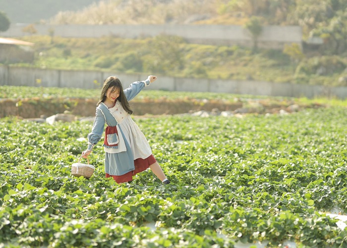 Hoa Mộc Châu Farm mở cửa cho du khách đến tham quan, hái dâu vào mùa dâu chín