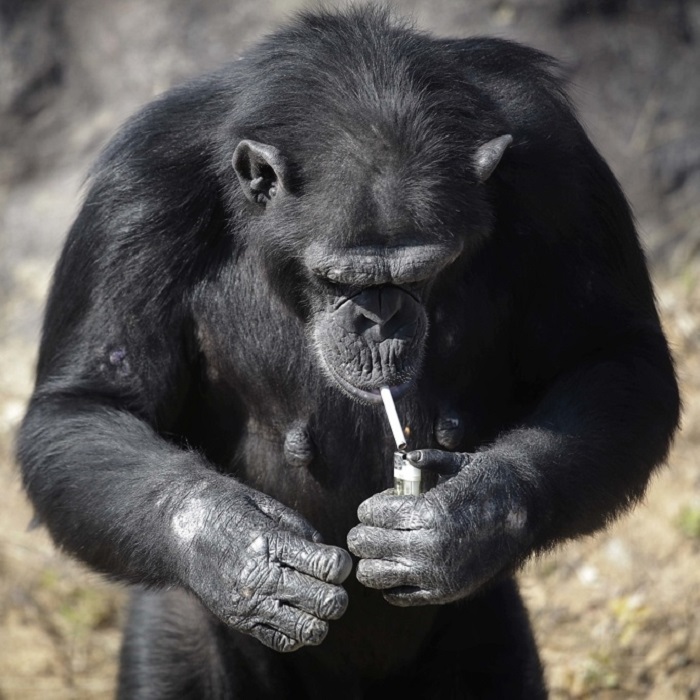 Khỉ hút thuốc ở vườn thú Bình Nhưỡng Triều Tiên