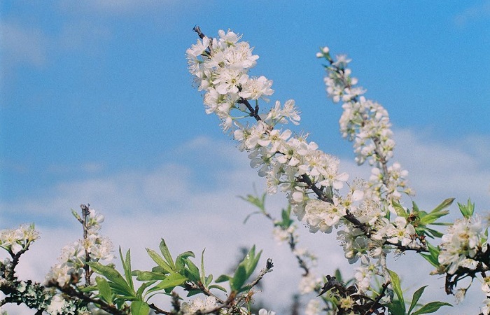 The picturesque Bac Ha plum blossom season is waiting for visitors to visit