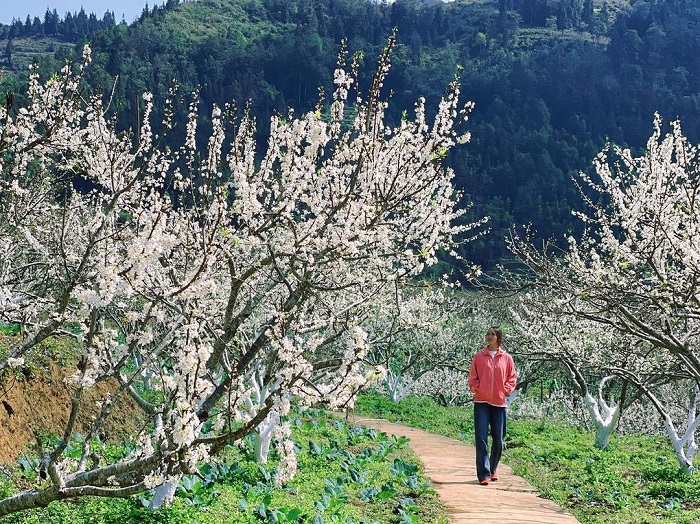Bac Ha plum blossom season is so beautiful, definitely check in