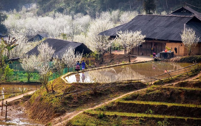 Bac Ha plum blossom season is an opportunity for you to fully explore the white plateau