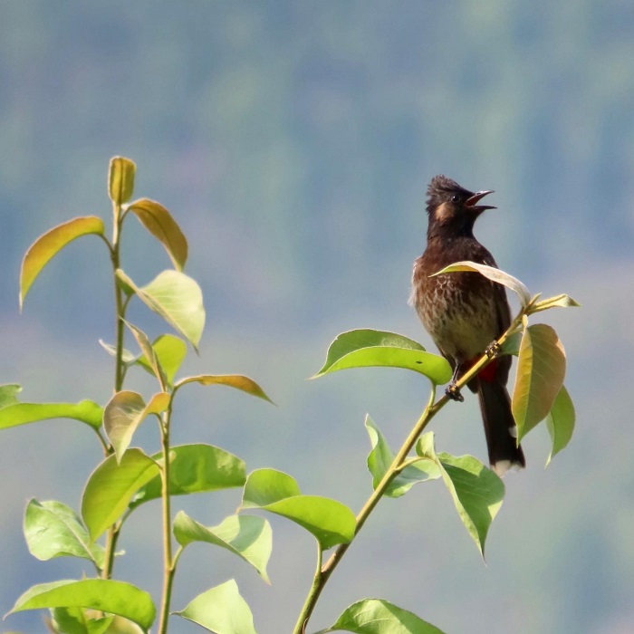 Xem chim ở hồ Begnas Nepal