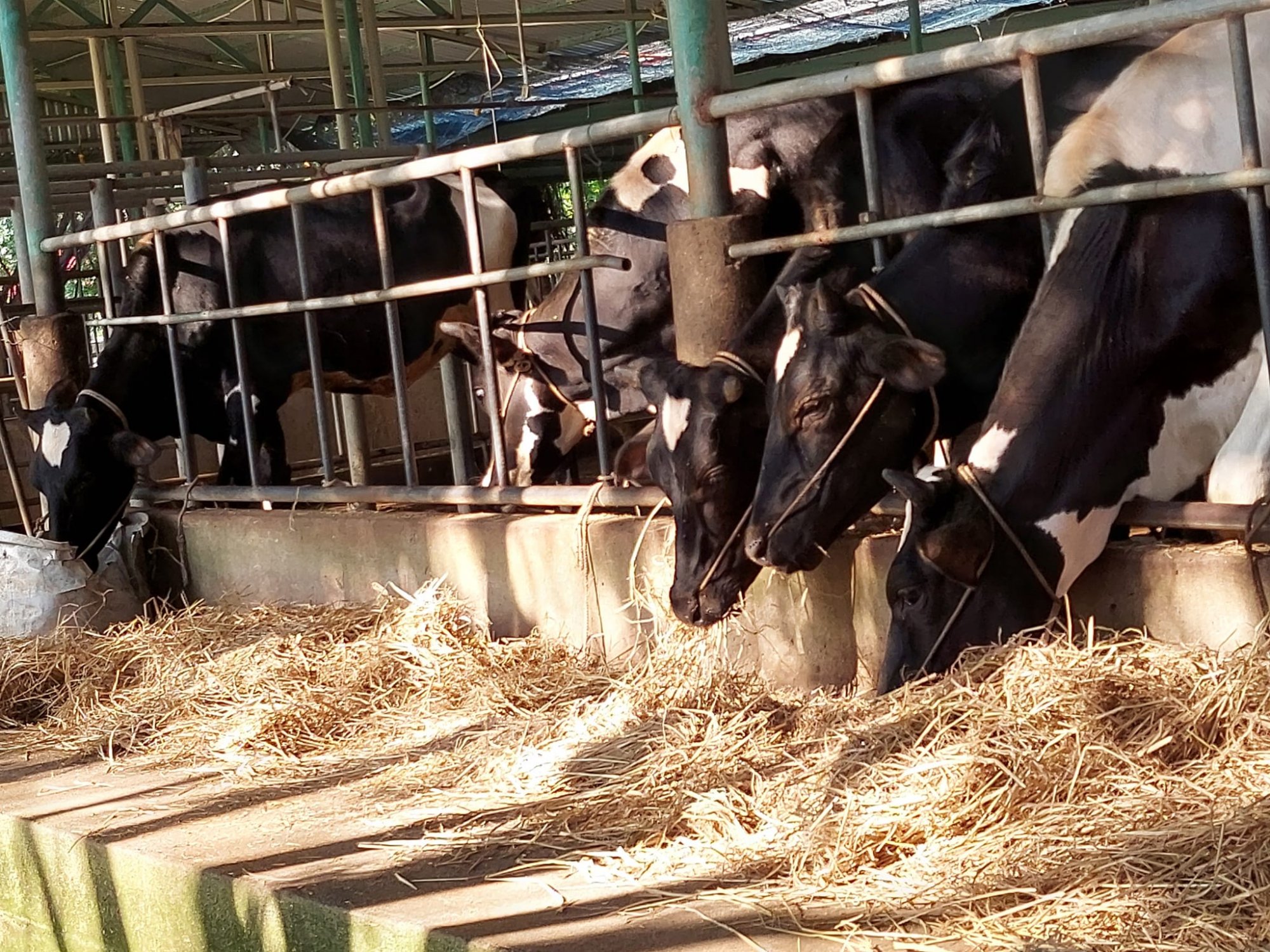 vắt sữa bò ở nông Trang Xanh Củ Chi 