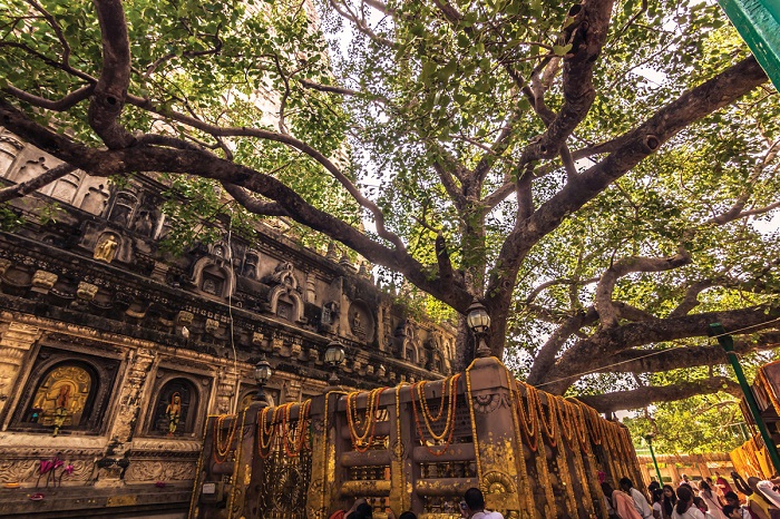 Cây Bồ Đề là một cây linh thiêng nhất trên thế giới - Bodh Gaya Ấn Độ