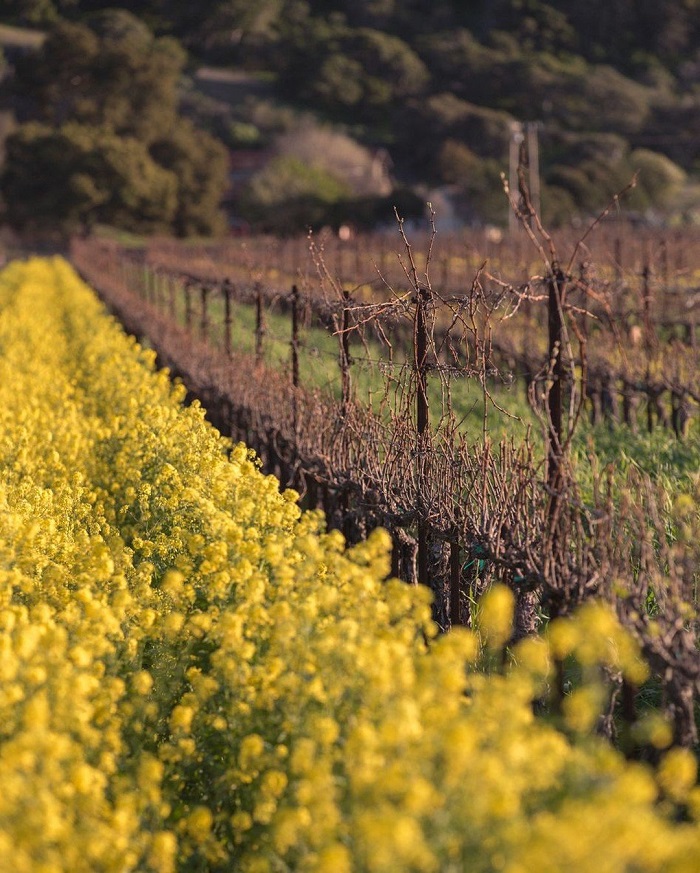 Vùng trồng nho nhà máy rượu Sanford trong Thung lũng Santa Ynez