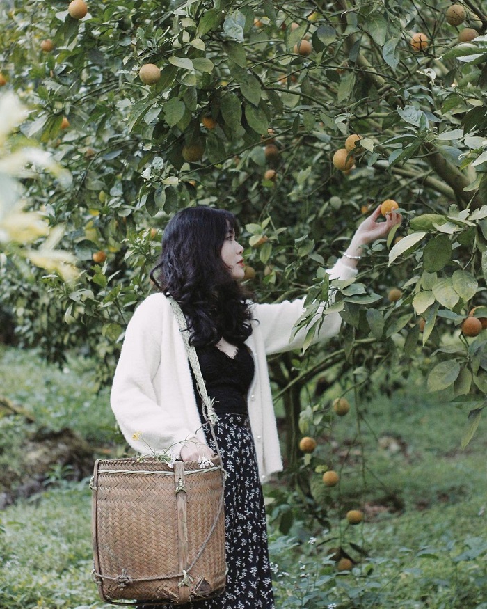 Vườn cam Thanh Bình Mộc Châu là nơi có trồng nhiều cam quýt rất ngon