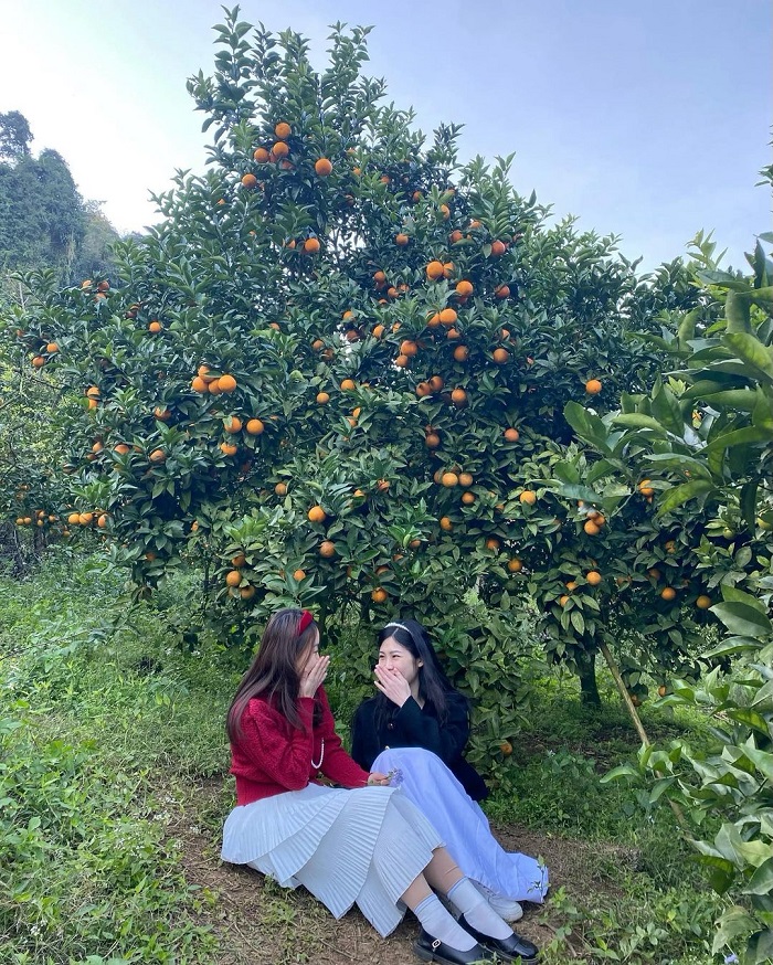 Vườn cam Thanh Bình Mộc Châu chín rộ vào mùa cuối năm