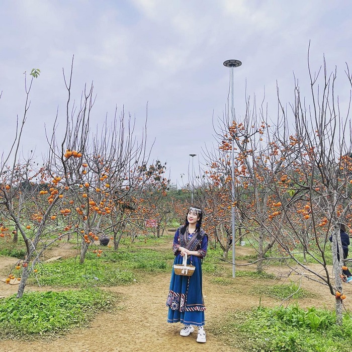 Vườn cam Thanh Bình Mộc Châu vào mùa hồng thu hút nhiều du khách check in