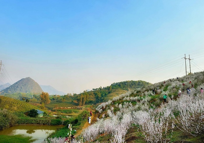 Vườn hoa nhất chi mai Lai Châu là điểm đến đẹp không thể bỏ qua