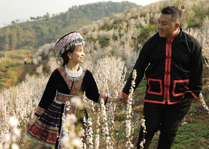 Vườn hoa nhất chi mai Lai Châu đang là điểm đến hot ở Lai Châu