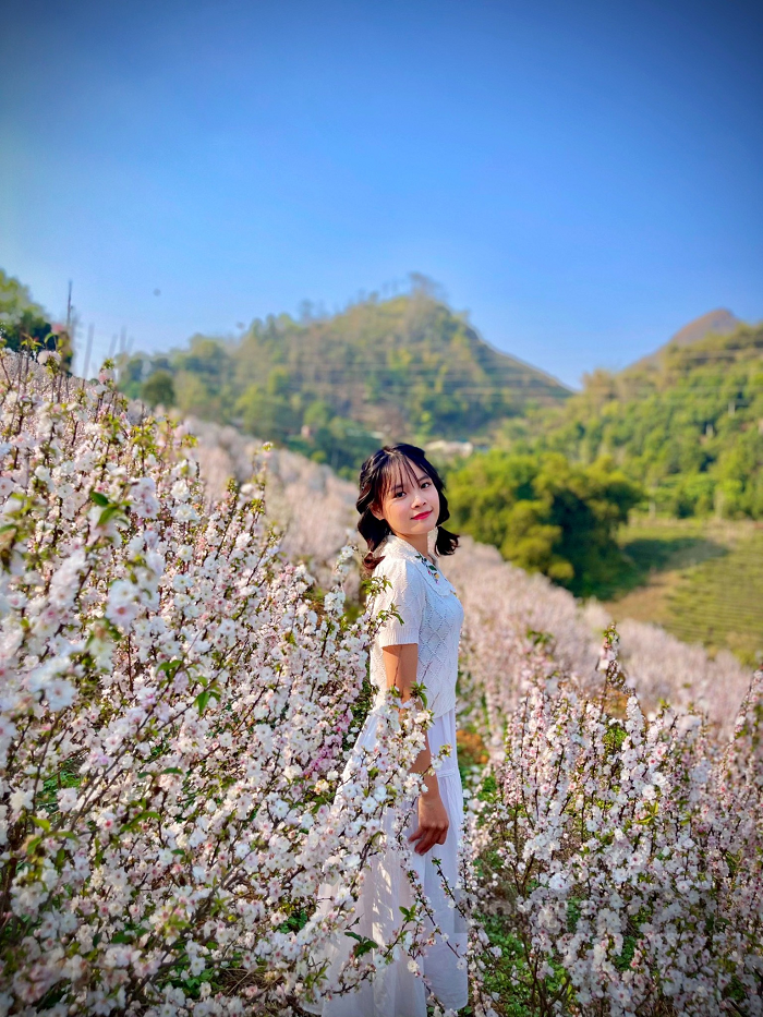 Vườn hoa nhất chi mai Lai Châu đẹp thơ mộng 