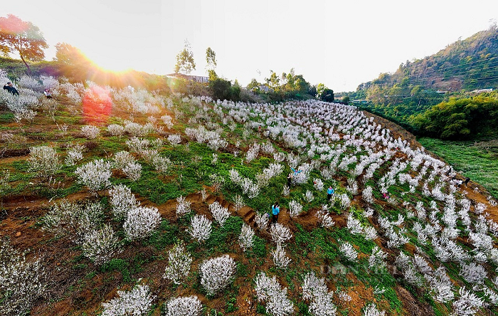 Vườn hoa nhất chi mai Lai Châu trong nắng sớm ban mai