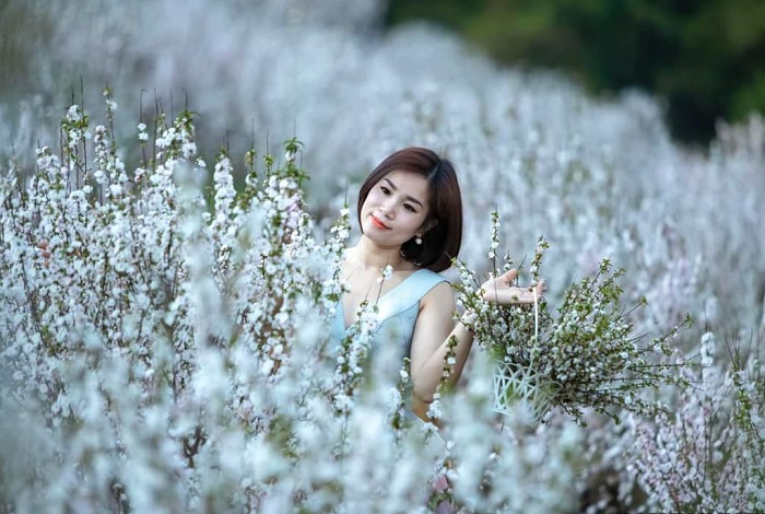 Vườn hoa nhất chi mai Lai Châu góc nào chụp ảnh cũng đẹp