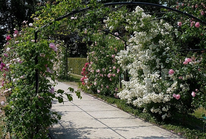 Vườn hồng là điểm tham quan nổi bật ở thành phố Kortrijk