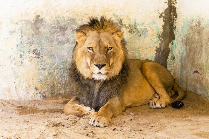 Vườn thú Paradis là địa danh tham quan ở thị trấn Tozeur Tunisia