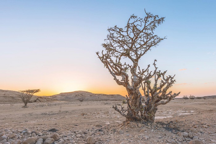 Vùng đất Trầm hương - Di sản thế giới ở Oman