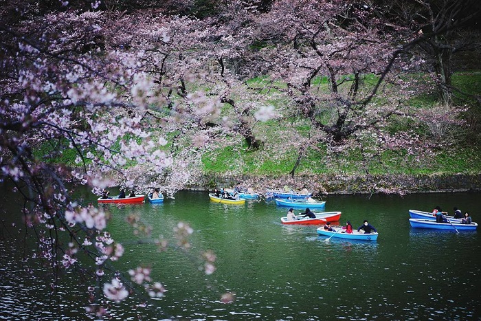 Hanami là lễ hội mùa xuân trên thế giới thu hút nhiều du khách