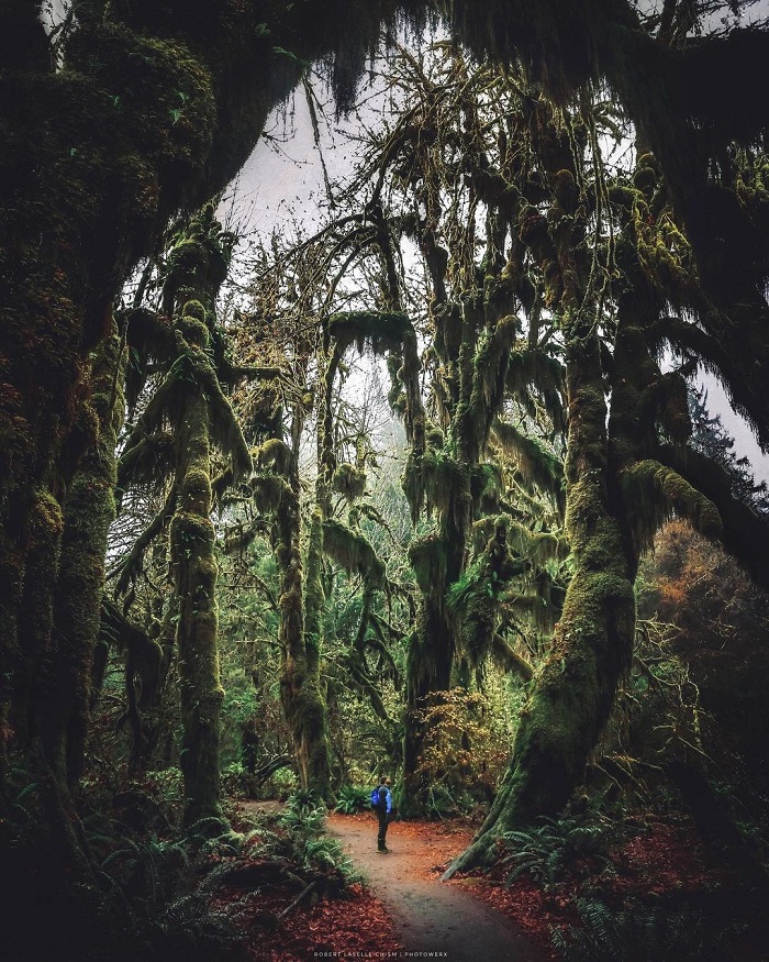 Hoh Rain là rừng rêu đẹp trên thế giới nằm ở Mỹ