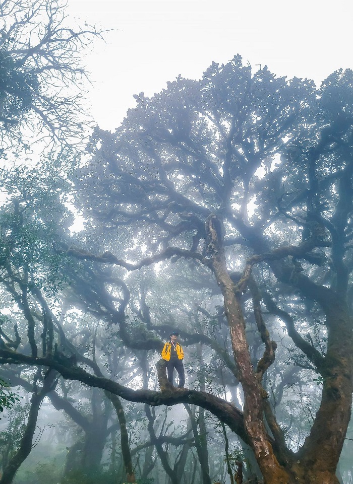 Tà Xùa là rừng rêu đẹp trên thế giới mùa nào cũng đẹp